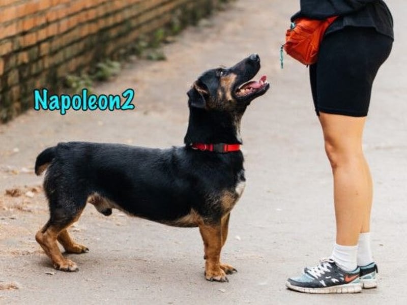 Napoleon2 geb. 2019 - kurzbeiniger kleiner Rüde mit großem Charme und Charakter!