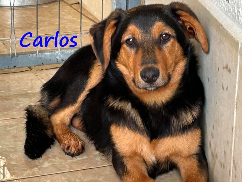 Carlos 01/2025 (GRC) - sanfter und wunderschöner, kleiner Welpe!