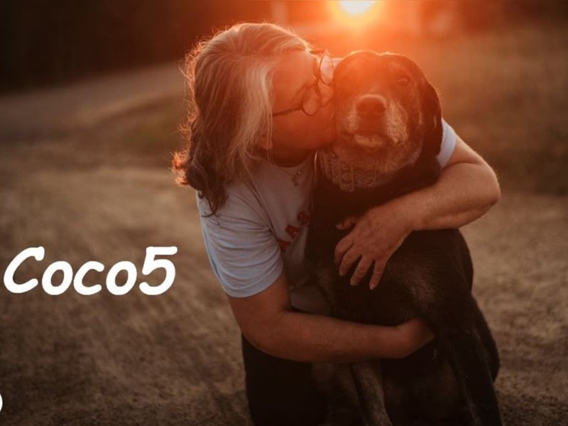 Coco5 06/2017 (ESP) - ein Engel auf vier Pfoten!