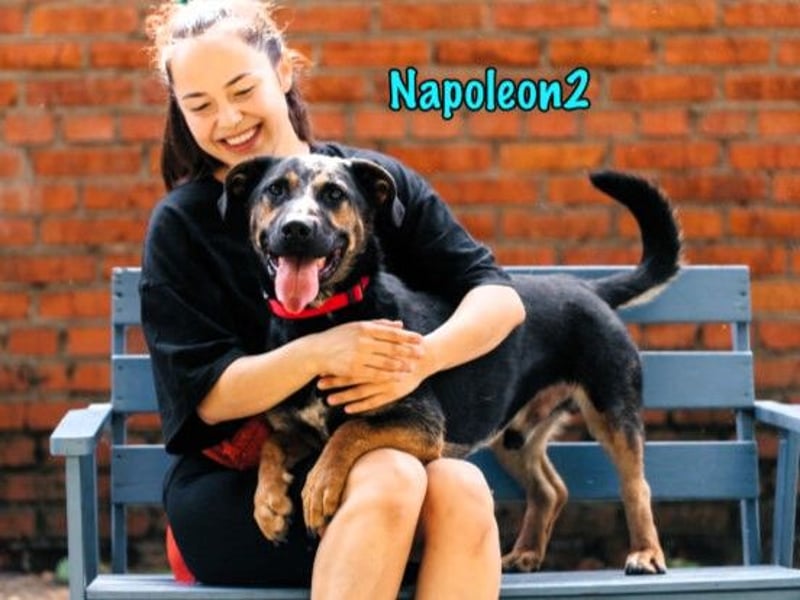 Napoleon2 geb. 2019 - kurzbeiniger kleiner Rüde mit großem Charme und Charakter!