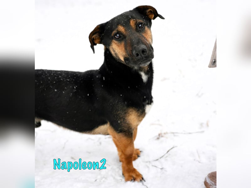 Napoleon2 geb. 2019 - kurzbeiniger kleiner Rüde mit großem Charme und Charakter!