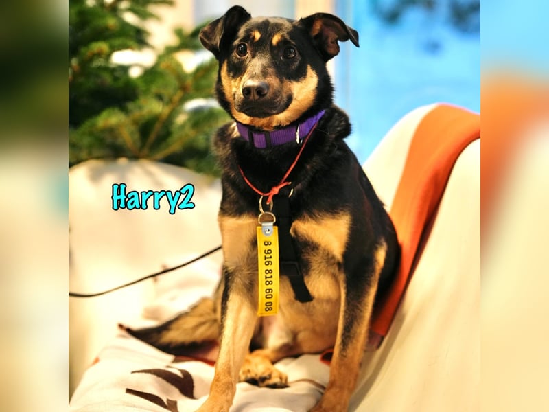 Harry2 geb. 12/2021 - ein Engel auf 4 Pfoten!