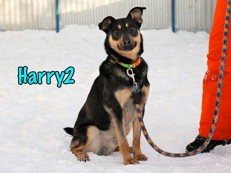 Harry2 12/2021 - ein Engel auf 4 Pfoten!