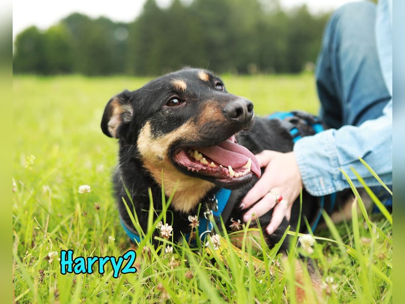 Harry2 12/2021 - ein Engel auf 4 Pfoten!