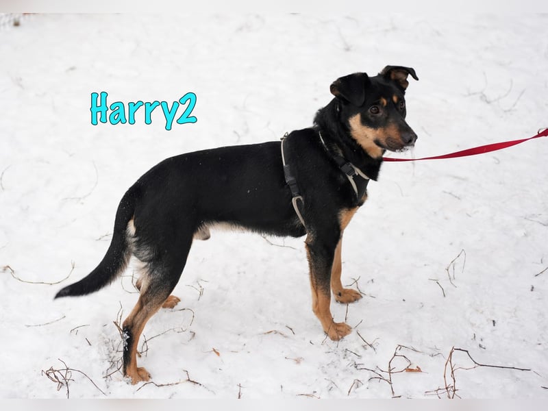 Harry2 12/2021 - ein Engel auf 4 Pfoten!