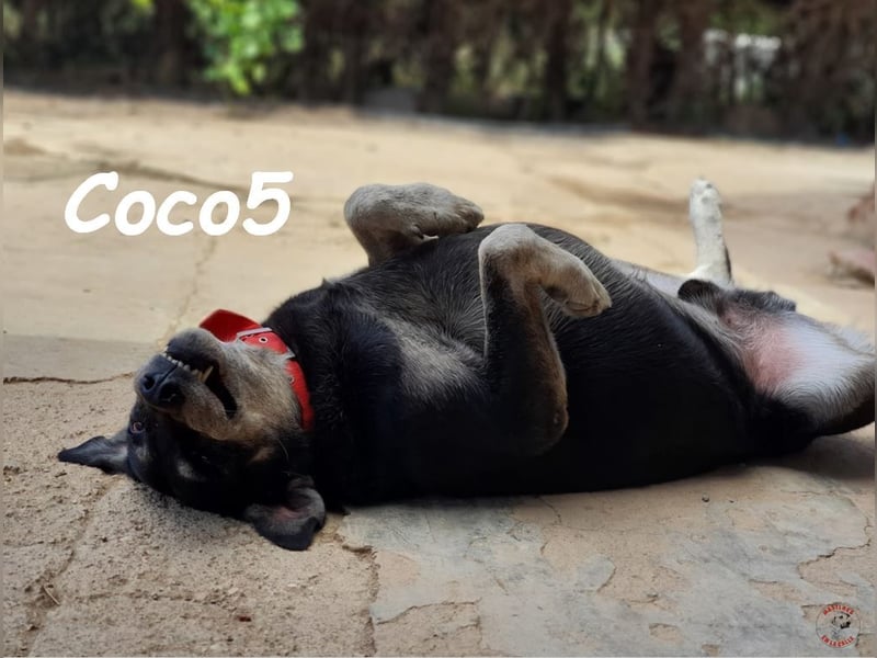 Coco5 06/2017 (ESP) - ein Engel auf vier Pfoten!