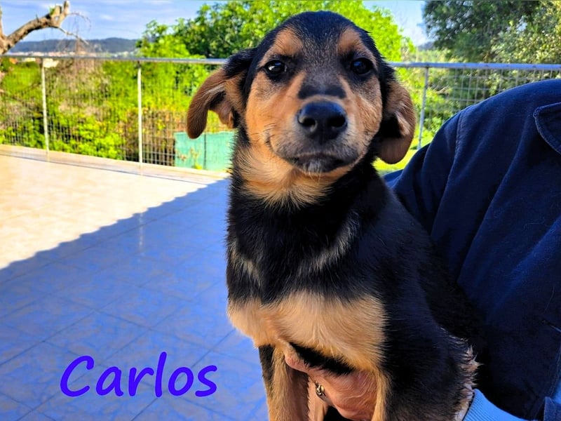 Carlos 12/2024 (GRC) - verschmuster und aufgeschlossener, drolliger Welpe!