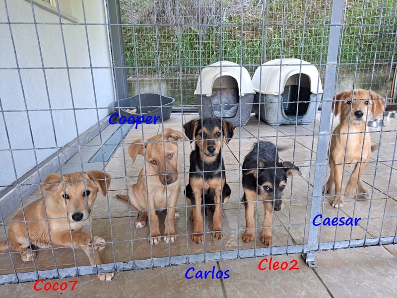 Carlos 12/2024 (GRC) - verschmuster und aufgeschlossener, drolliger Welpe!