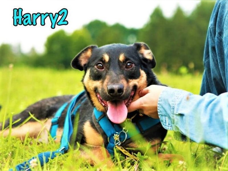 Harry2 12/2021 - ein Engel auf 4 Pfoten!