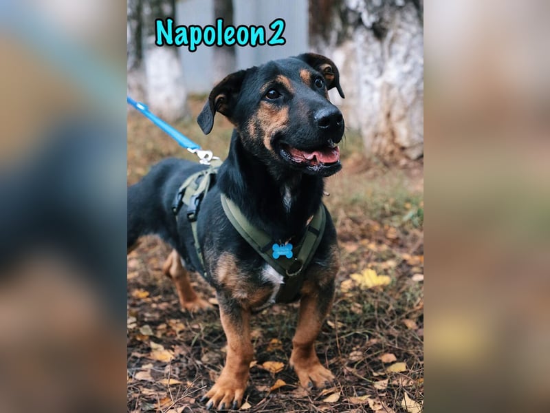 Napoleon2 geb. 2019 - kurzbeiniger kleiner Rüde mit großem Charme und Charakter!