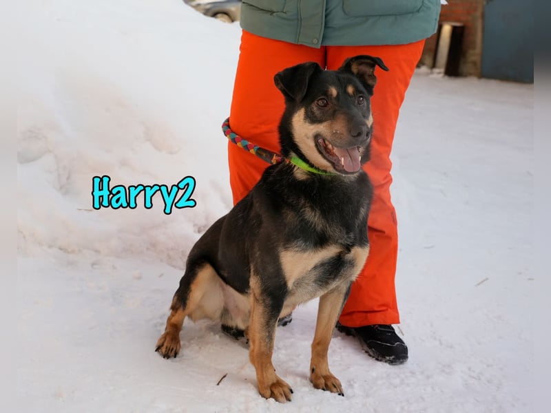 Harry2 12/2021 - ein Engel auf 4 Pfoten!