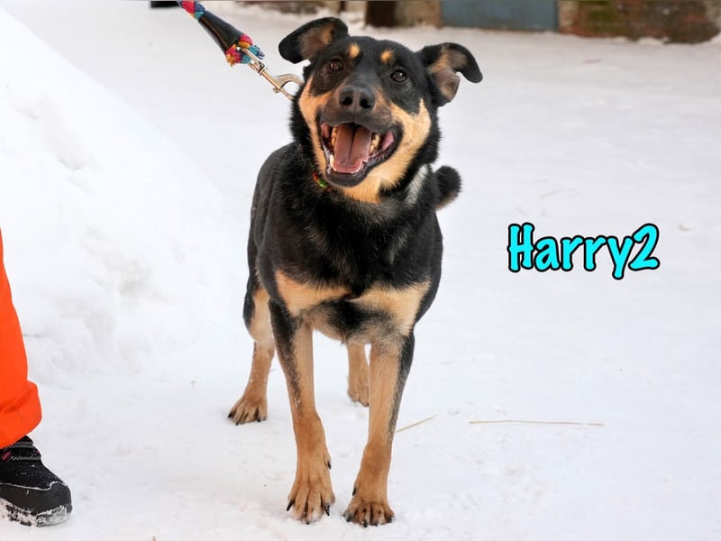 Harry2 12/2021 - ein Engel auf 4 Pfoten!