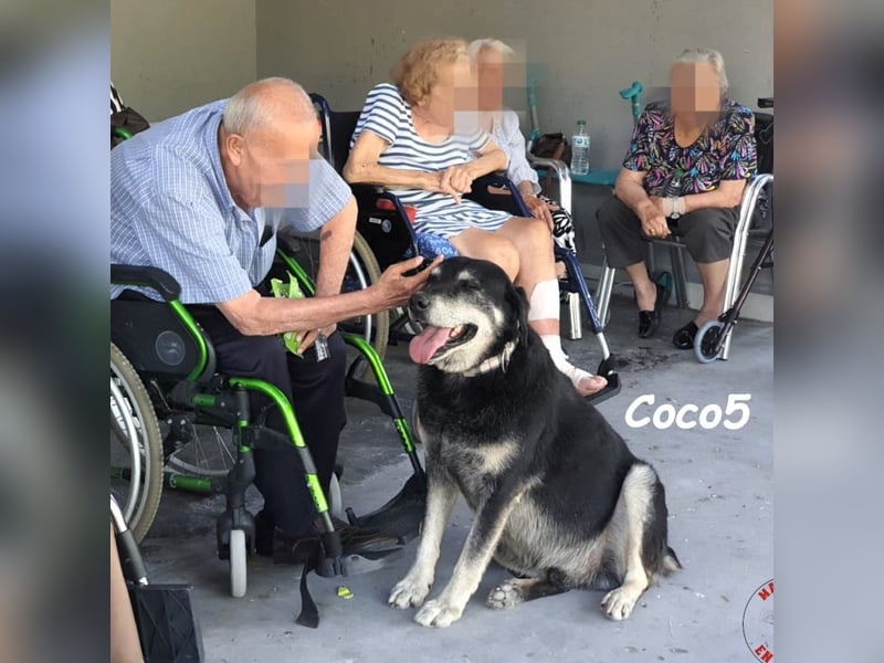 Coco5 06/2017 (ESP) - ein Engel auf vier Pfoten!