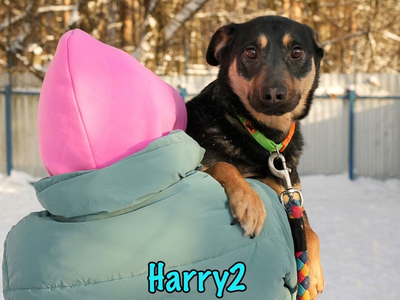 Harry2 12/2021 - ein Engel auf 4 Pfoten!
