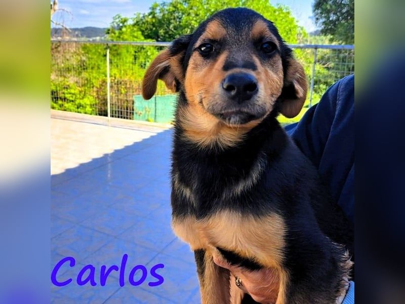 Carlos geb. 01/2025 (GRC) - sanfter und wunderschöner, kleiner Welpe!