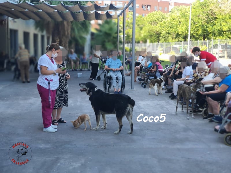 Coco5 06/2017 (ESP) - ein Engel auf vier Pfoten!