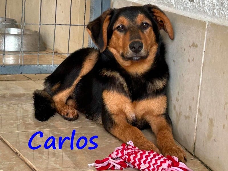Carlos 01/2025 (GRC) - sanfter und wunderschöner, kleiner Welpe!
