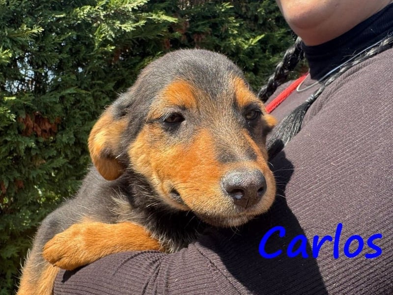 Carlos 12/2024 (GRC) - verschmuster und aufgeschlossener, drolliger Welpe!