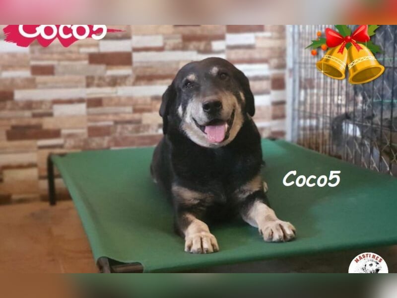 Coco5 06/2017 (ESP) - ein Engel auf vier Pfoten!