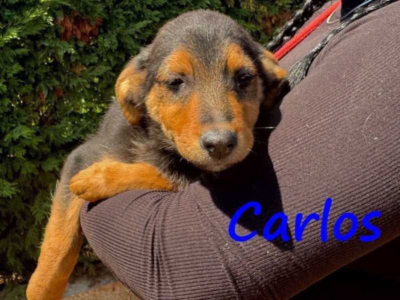 Carlos 12/2024 (GRC) - verschmuster und aufgeschlossener, drolliger Welpe!