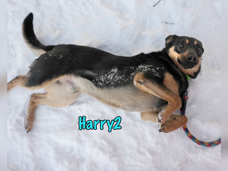 Harry2 12/2021 - ein Engel auf 4 Pfoten!