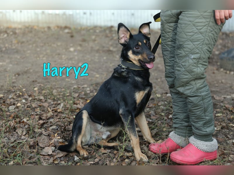 Harry2 12/2021 - ein Engel auf 4 Pfoten!