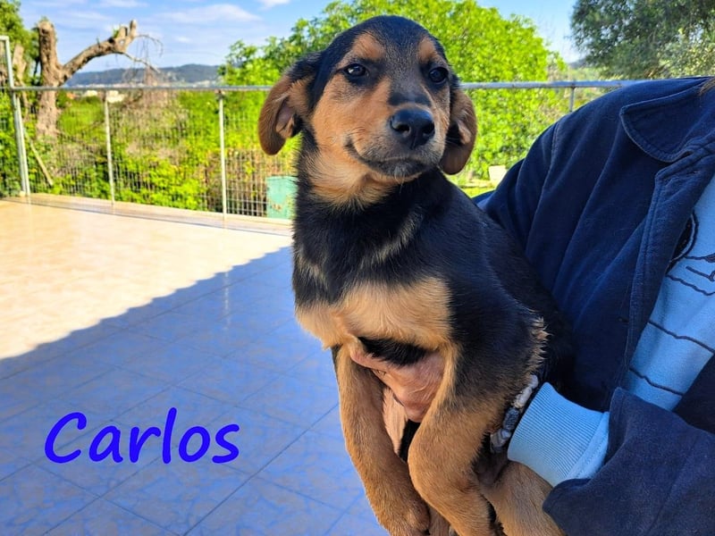 Carlos 12/2024 (GRC) - verschmuster und aufgeschlossener, drolliger Welpe!