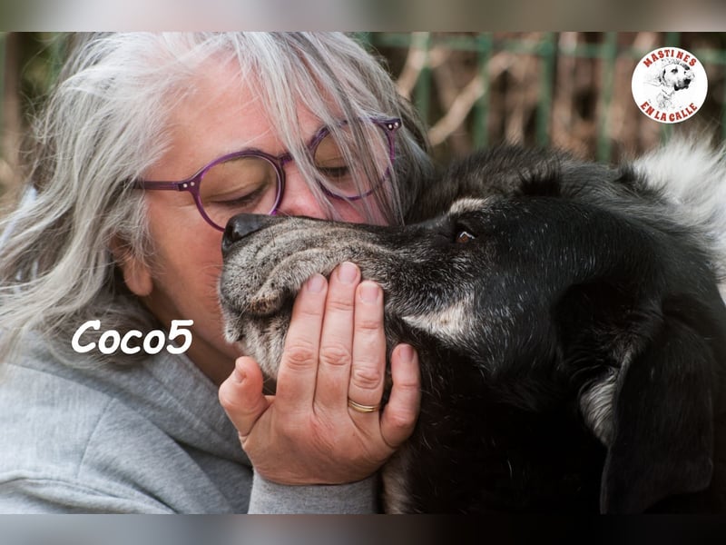 Coco5 06/2017 (ESP) - ein Engel auf vier Pfoten!