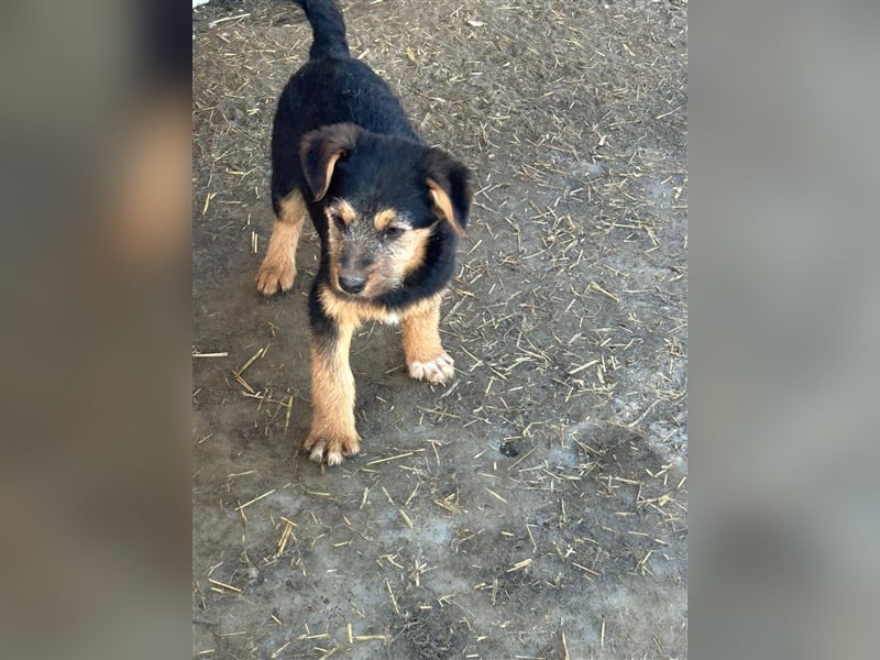 TADEO ist auf der Suche nach seiner Familie
