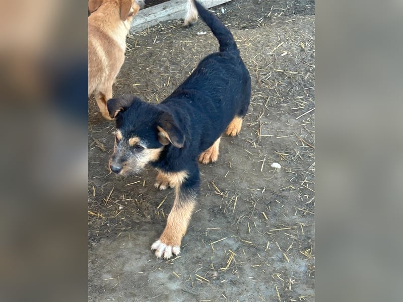 TADEO ist auf der Suche nach seiner Familie
