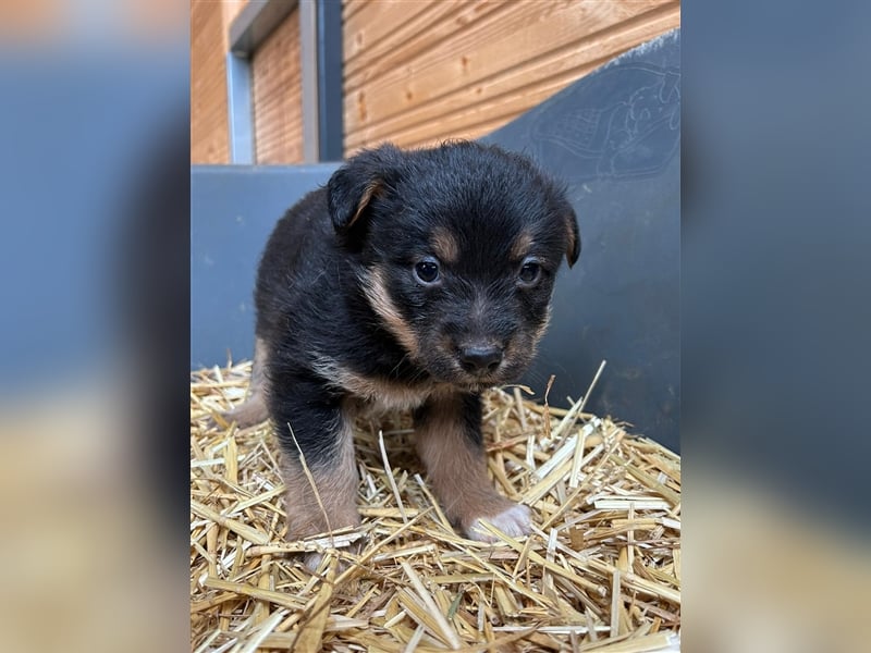 TADEO ist auf der Suche nach seiner Familie