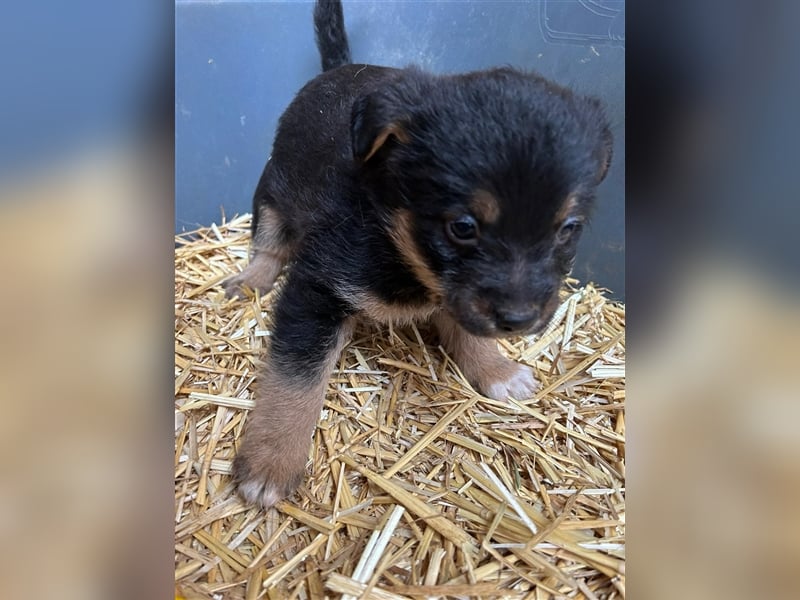 TADEO ist auf der Suche nach seiner Familie