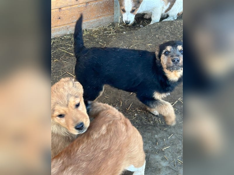 TADEO ist auf der Suche nach seiner Familie
