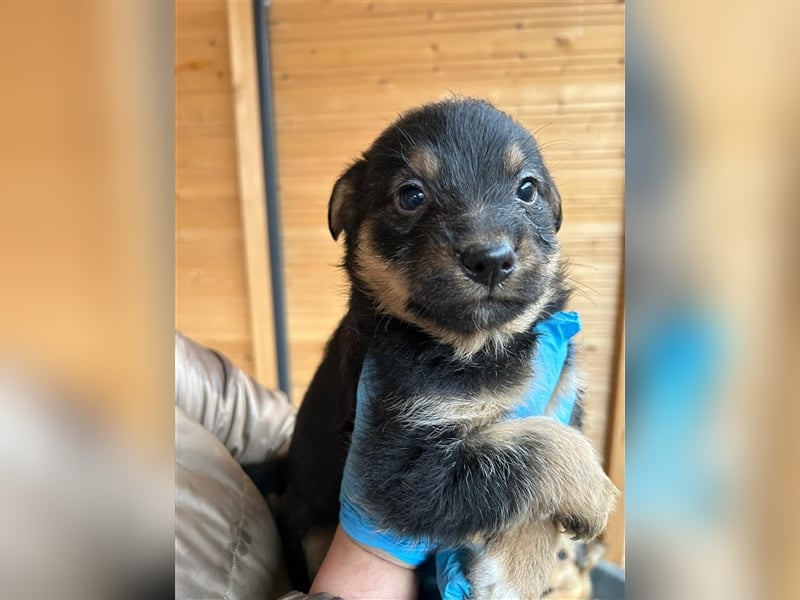 TADEO ist auf der Suche nach seiner Familie