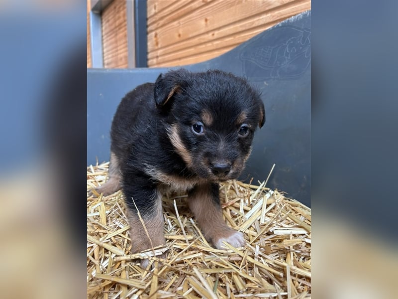TADEO ist auf der Suche nach seiner Familie