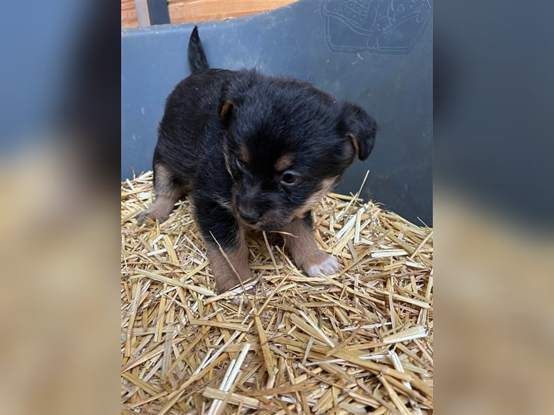 TADEO ist auf der Suche nach seiner Familie