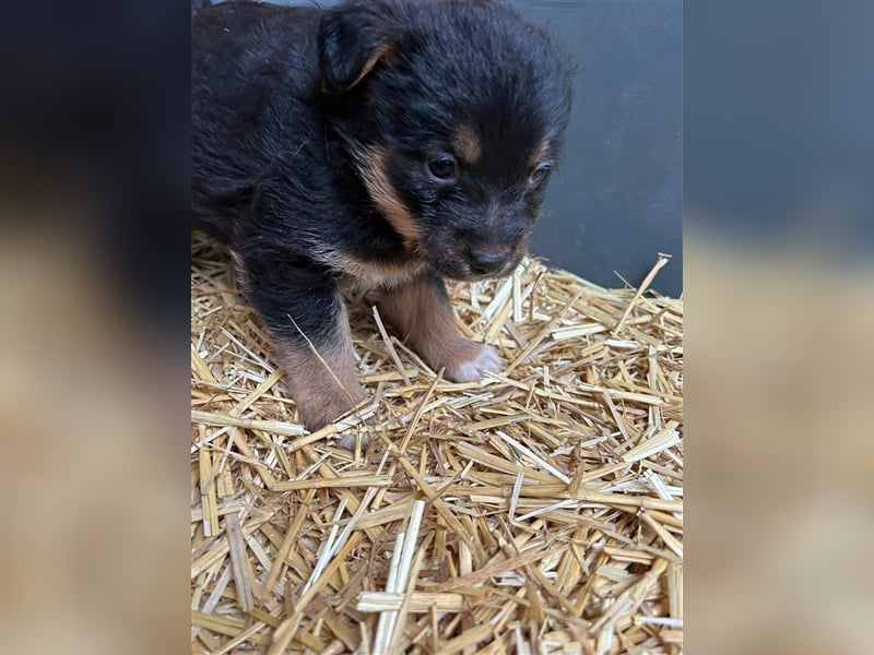 TADEO ist auf der Suche nach seiner Familie