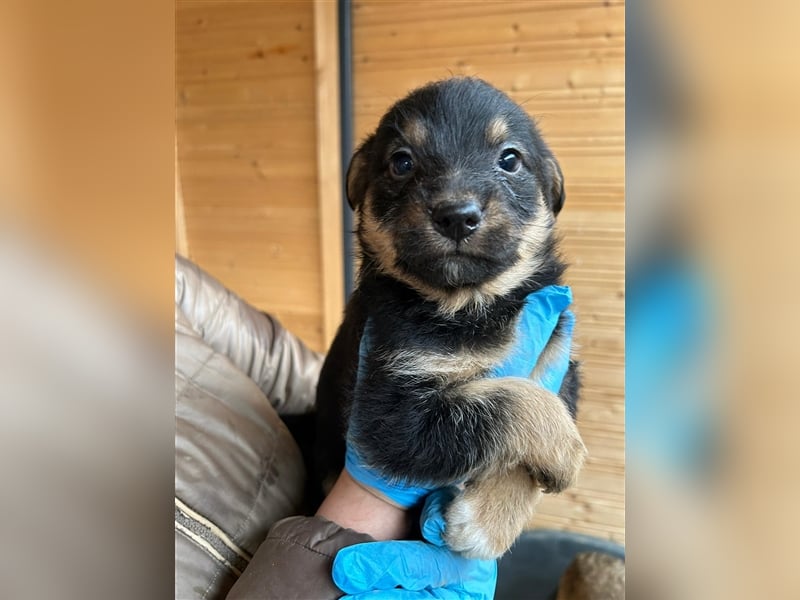 TADEO ist auf der Suche nach seiner Familie