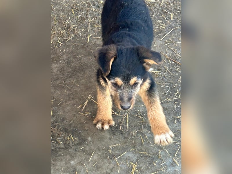 TADEO ist auf der Suche nach seiner Familie