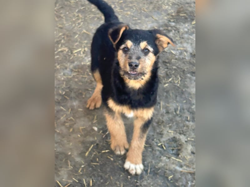 TADEO ist auf der Suche nach seiner Familie