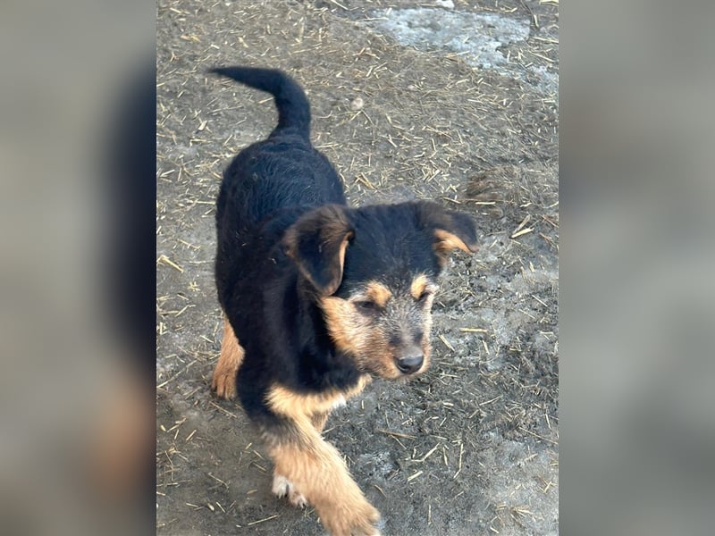 TADEO ist auf der Suche nach seiner Familie