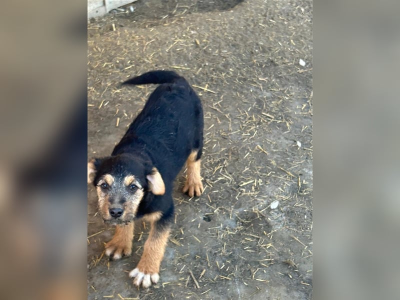 TADEO ist auf der Suche nach seiner Familie