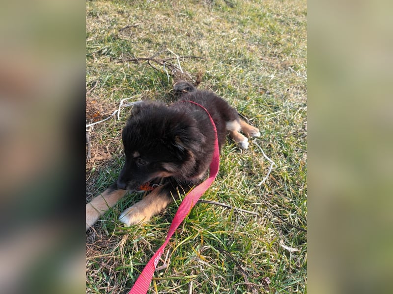Welpe Pixel sucht seine Familie