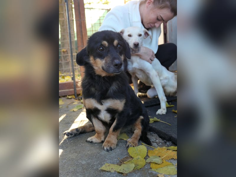 Benny - liebenswerter Rollihund sucht Zuhause