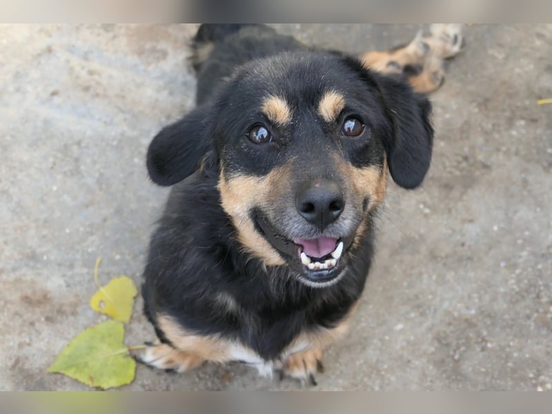 Benny - liebenswerter Rollihund sucht Zuhause