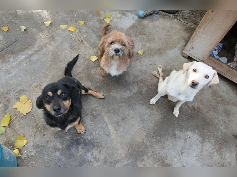 Benny - liebenswerter Rollihund sucht Zuhause