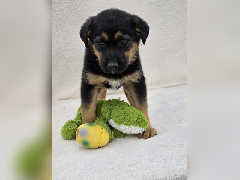 RESERVIERT Nico, einer von 7 Welpen der die Welt erkunden möchte
