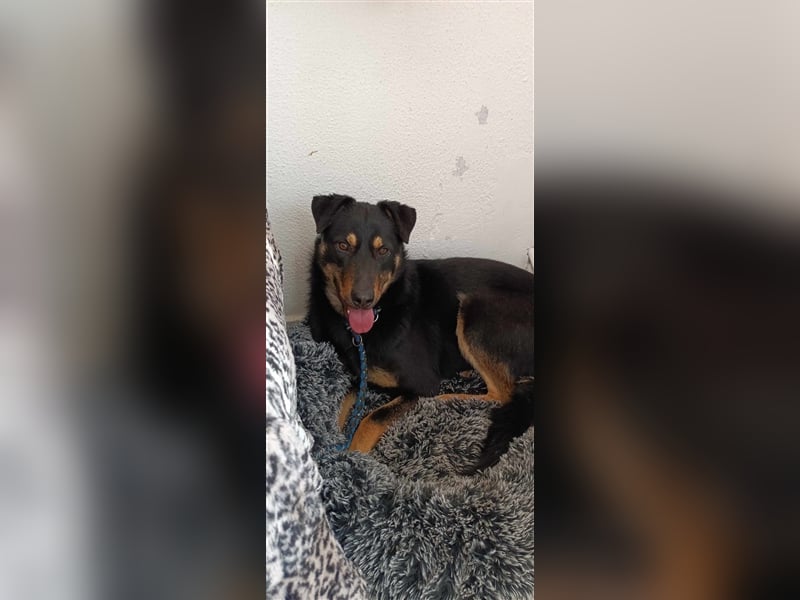 JORIS - agiler Rüde sucht sportliches Zuhause