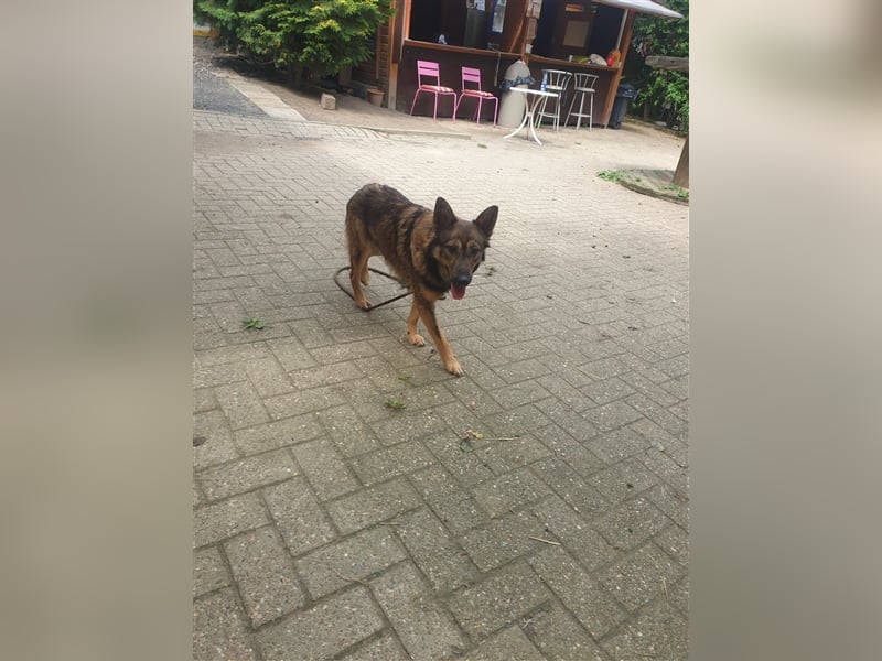 Richy - süßer Wirbelwind sucht!