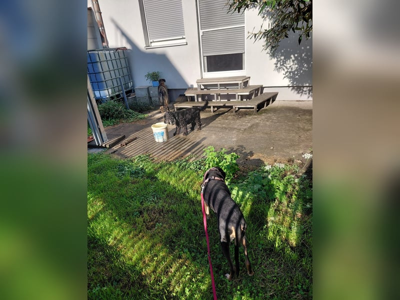 Rohny - in 86974 Apfeldorf auf Pflegestelle